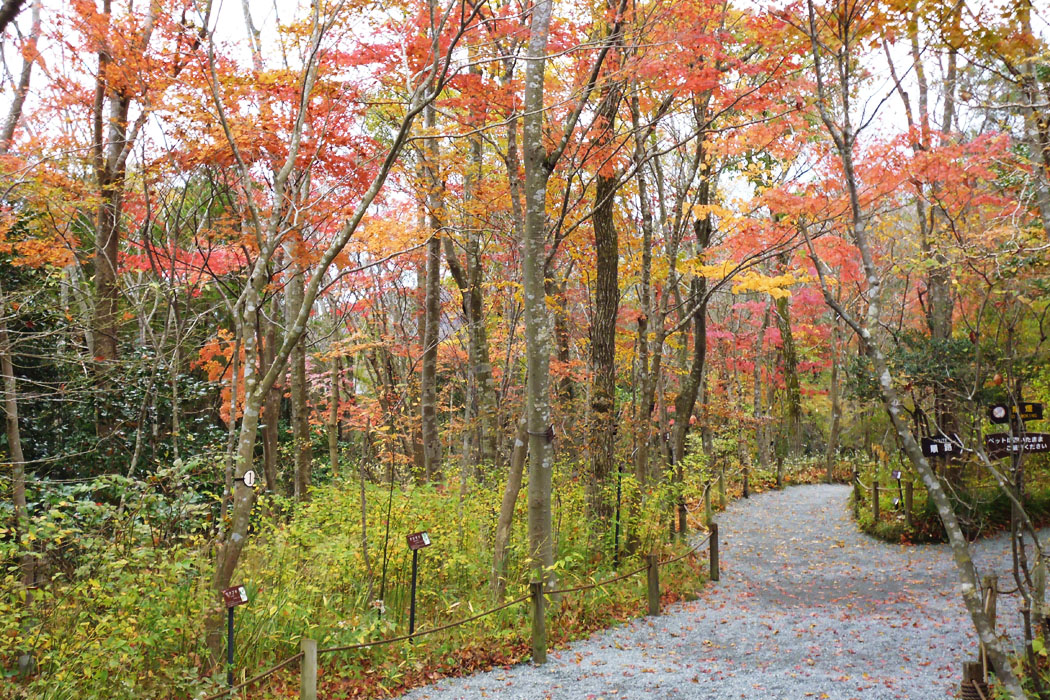 今年の紅葉の時期は難しかったですね。１０日間でずいぶん進んでしまいました。